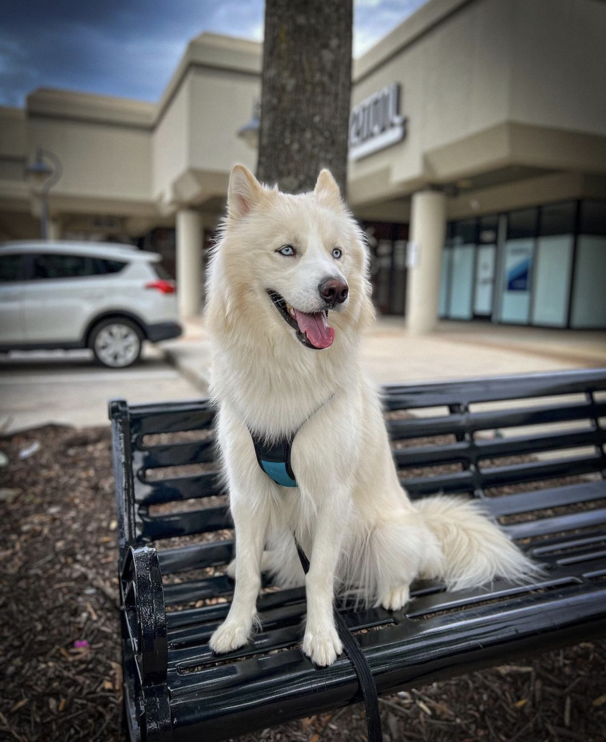 Loki isabella white Loki isabella white