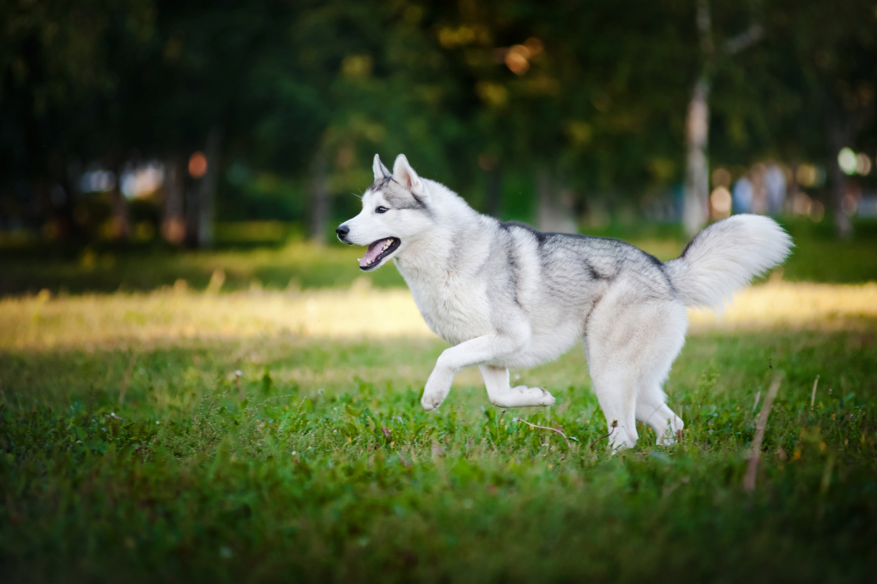 cute dog husky running on the grass cute dog husky running on the grass