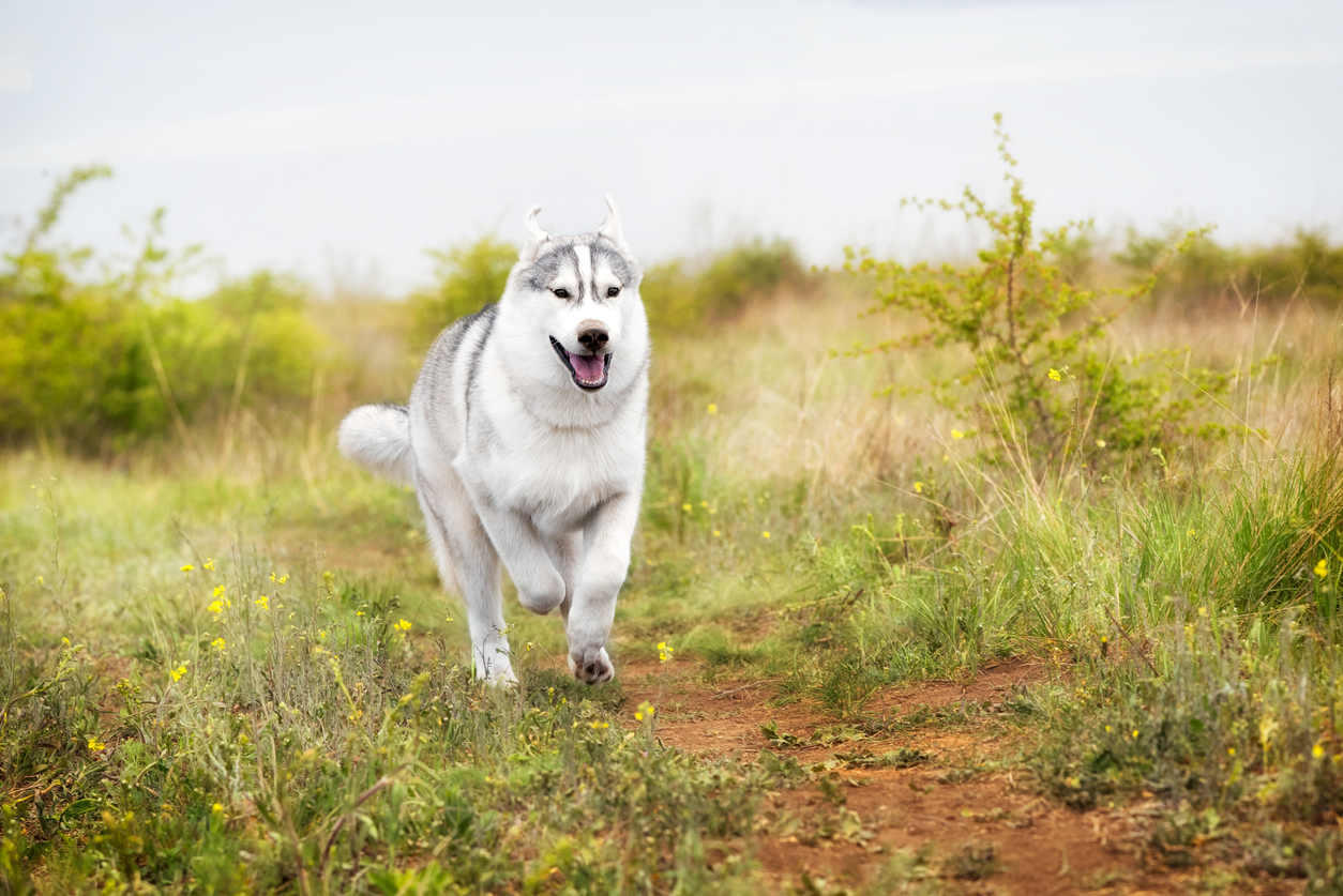 A grey and white Siberian Husky dog is running in a field in a grass. A grey and white Siberian Husky dog is running in a field in a grass.