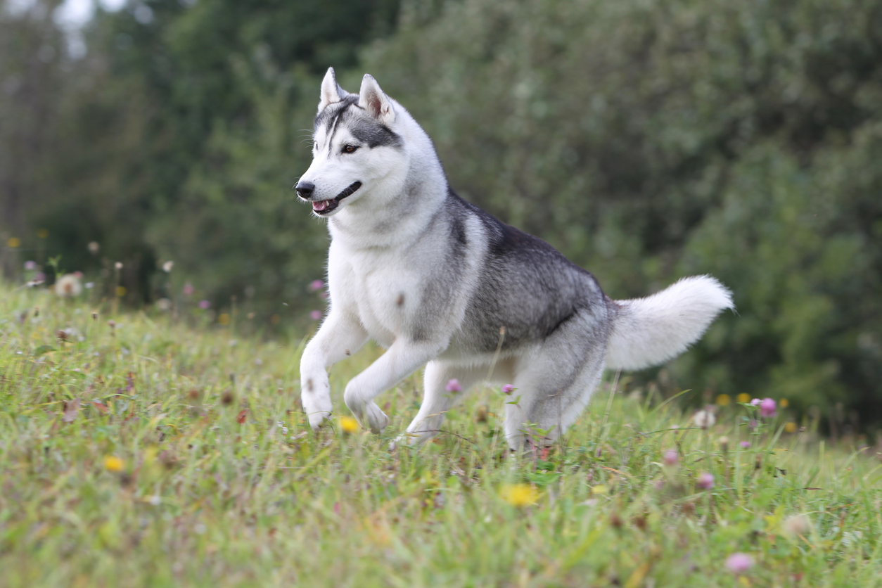 siberian husky running in the field silver siberian husky