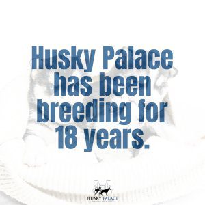 breeding husky palace