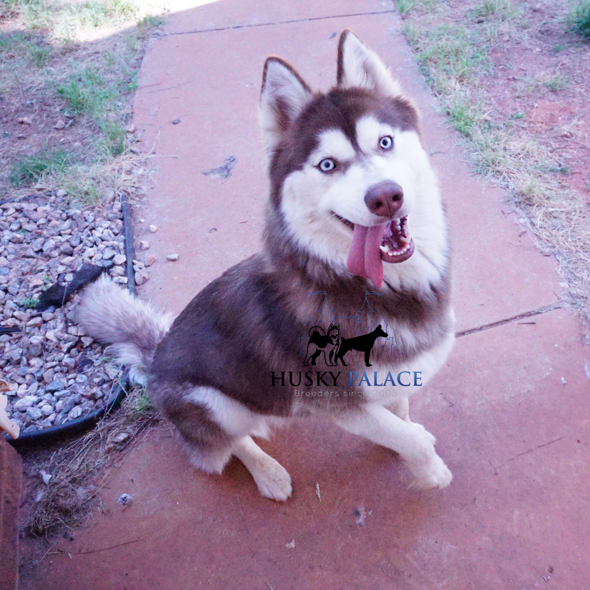 Champion Husky Puppies