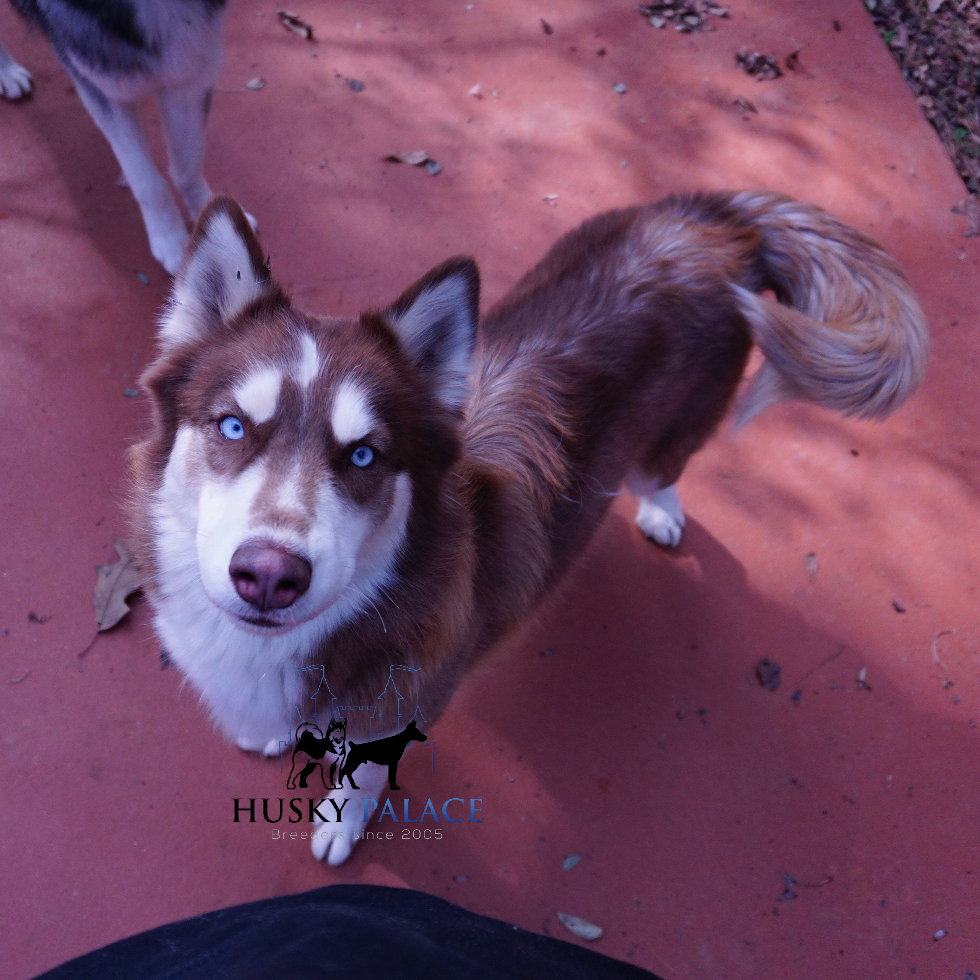 Champion Husky Puppies