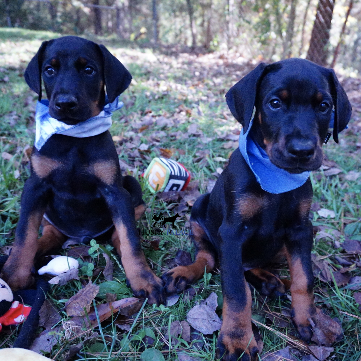 Black & Rust Doberman Pinscher puppy
