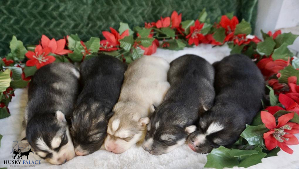 Christmas Huskies