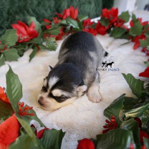 Siberian Husky Puppies In NC