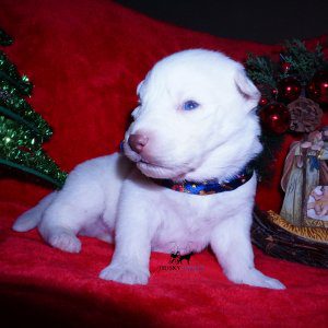 Solid White Siberian Husky Puppy