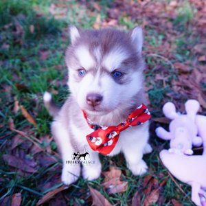 siberian huskies for sale