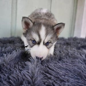 Blue Eyed Husky