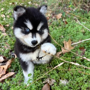 Black/white Husky Puppy