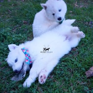 Solid White Siberian Husky Puppy