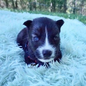 Agouti Husky Pup