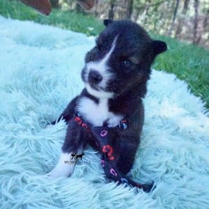 Agouti Husky Pup