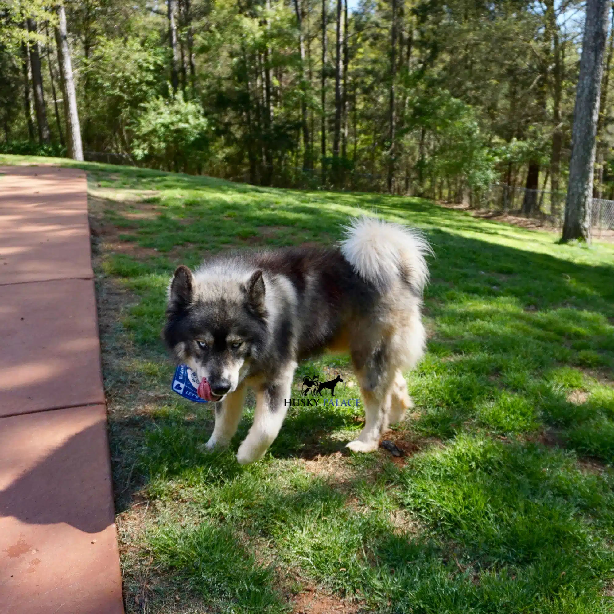 Husky For Sale
