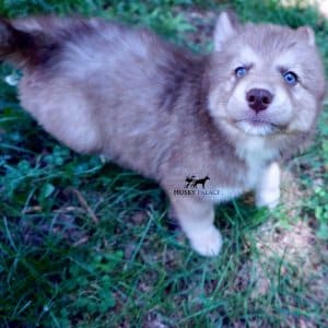 AKC Husky