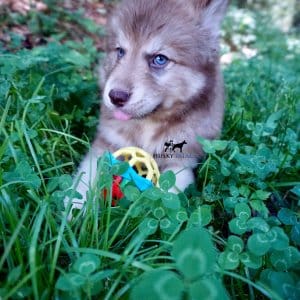 AKC Husky