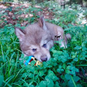 AKC Husky