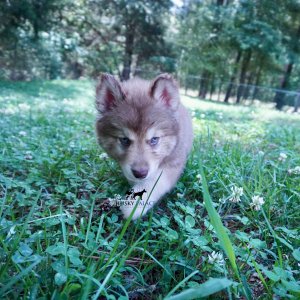 AKC Husky