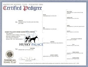 Rosie's Pedigree