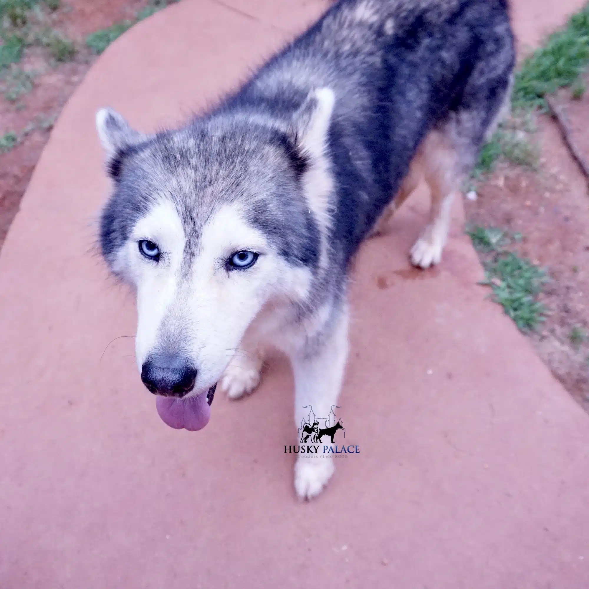 Takanni sibe iran husky Takanni