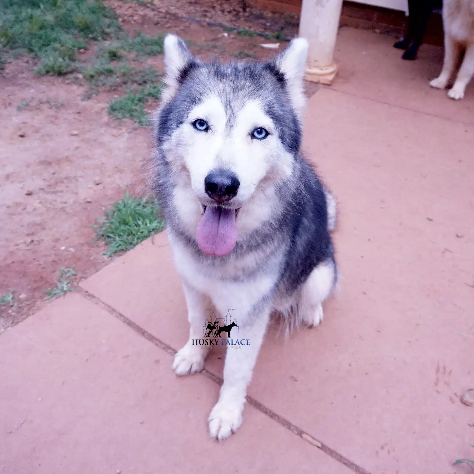 Takanni siberin husky Takanni