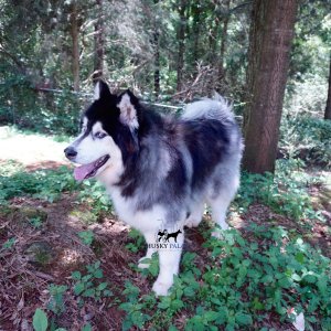 Wooly Siberian Huskies