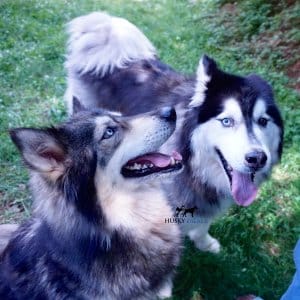 Wooly Siberian Huskies