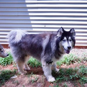 Wooly Siberian Huskies