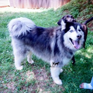 Wooly Siberian Huskies