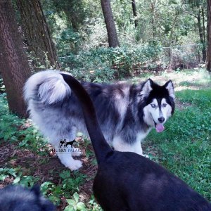 Wooly Siberian Huskies