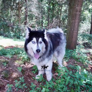 Wooly Siberian Huskies