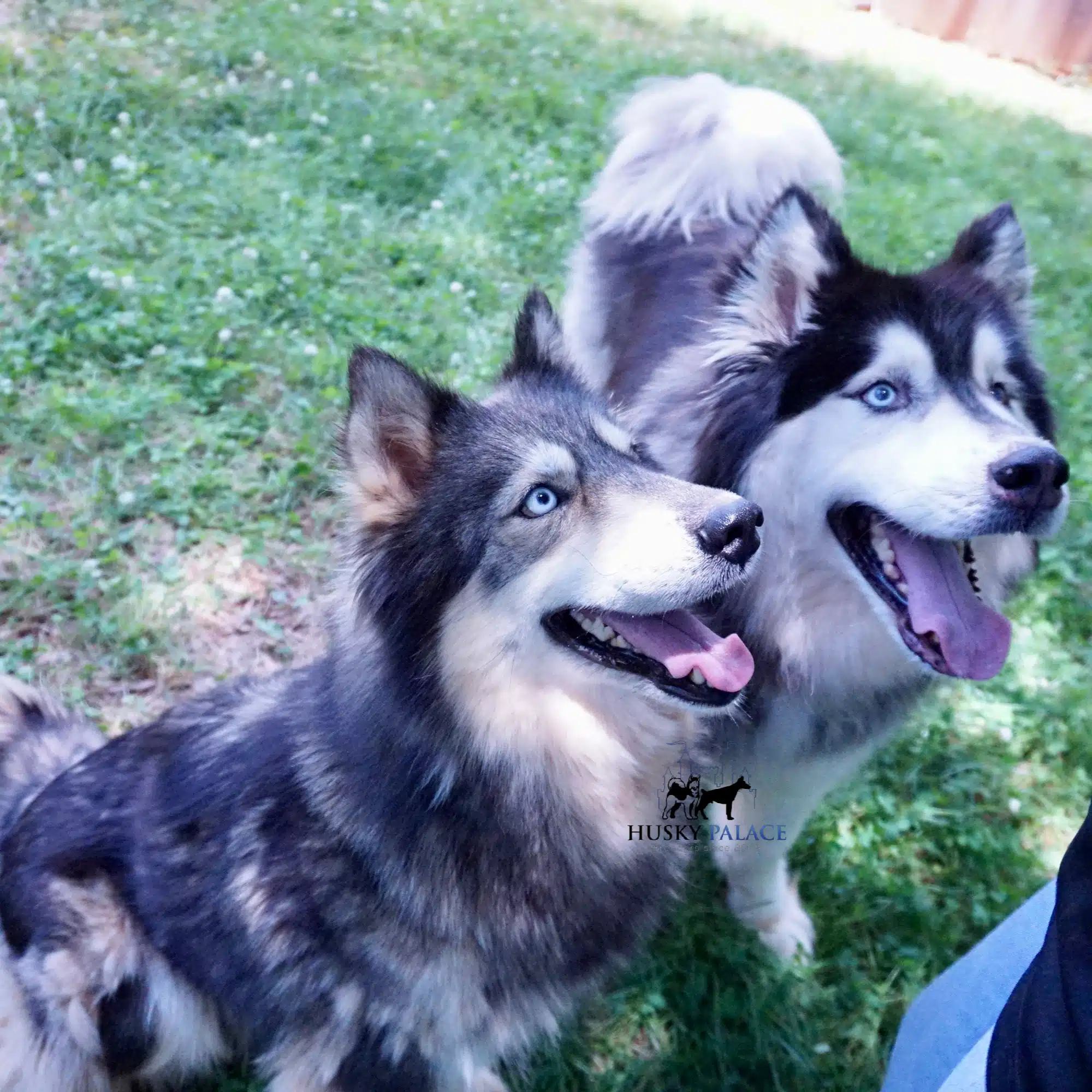 agouti husky agouti husky