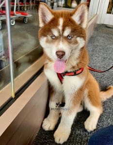 brown husky for sale