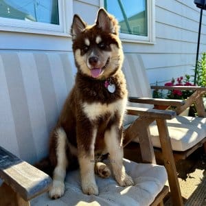 brown:white husky