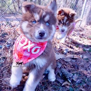 brown:white siberian husky puppy for sale