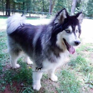 Wooly Siberian Huskies