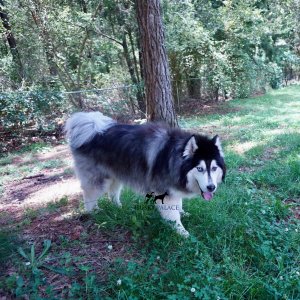 Wooly Siberian Huskies