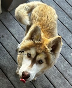 red:white husky