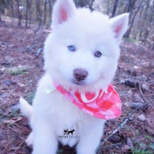 solid white husky