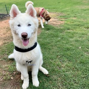 white siberian husky puppy