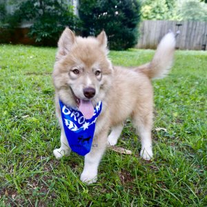 AKC Siberian Husky