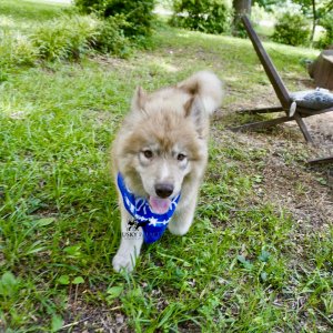 AKC Siberian Husky