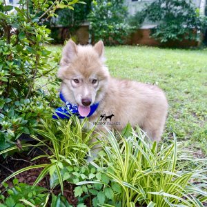 AKC Siberian Husky