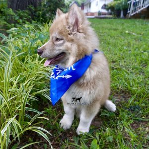 AKC Siberian Husky