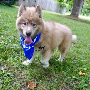 AKC Siberian Husky