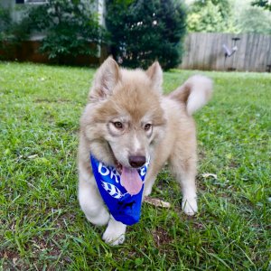 AKC Siberian Husky