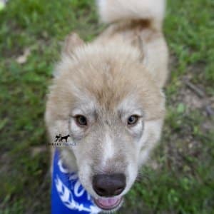 AKC Siberian Husky