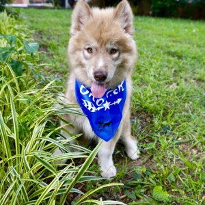 AKC Siberian Husky