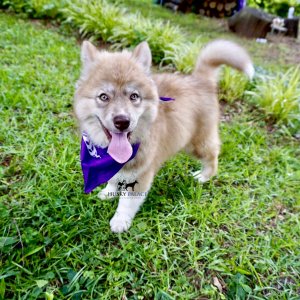 Husky Breeders