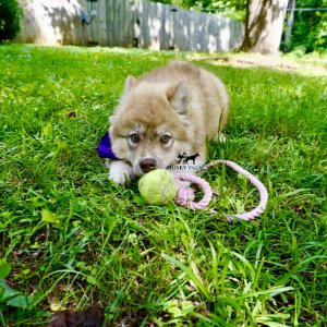 Husky Breeders